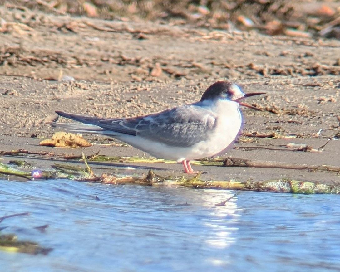 Arctic Tern - ML624919409