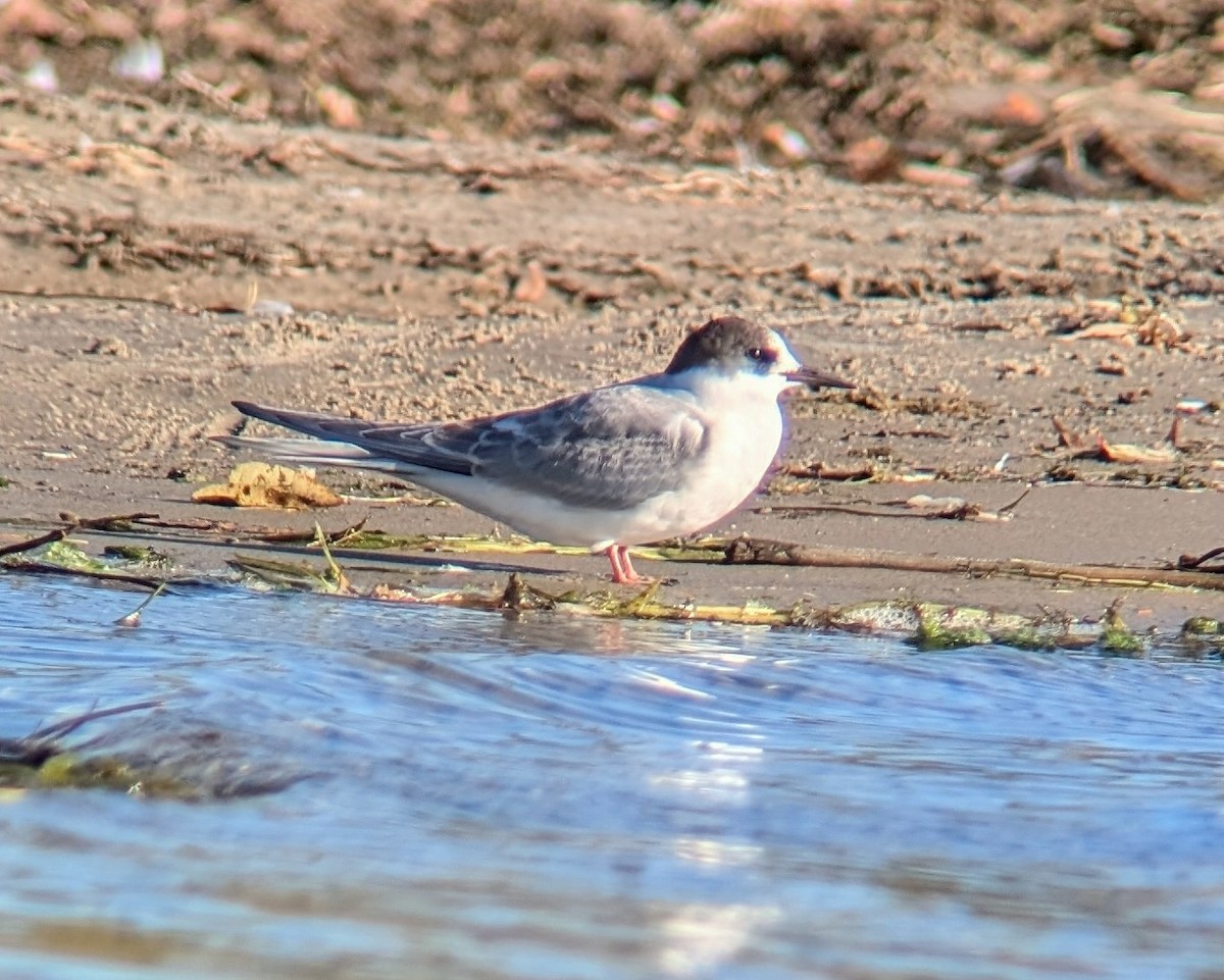 Arctic Tern - ML624919410