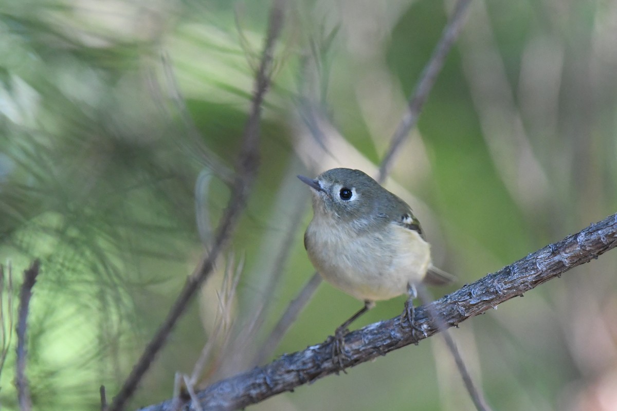 Ruby-crowned Kinglet - ML624919442