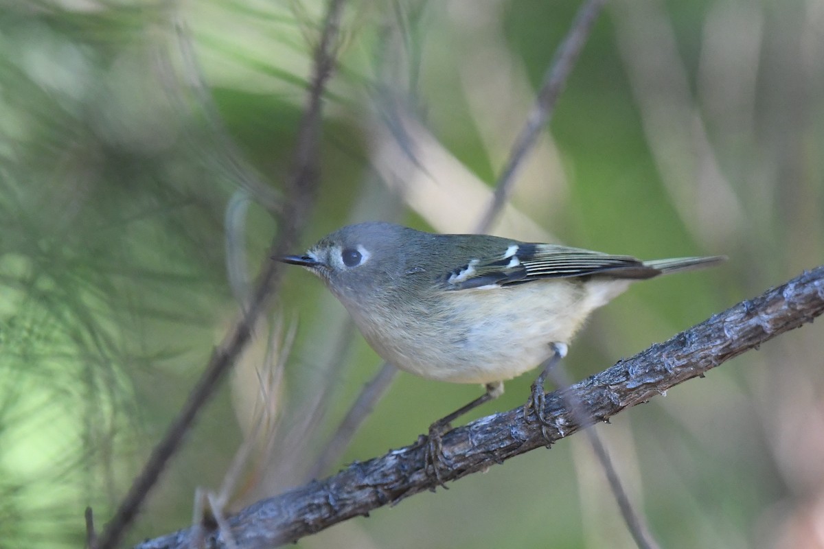 Ruby-crowned Kinglet - ML624919443