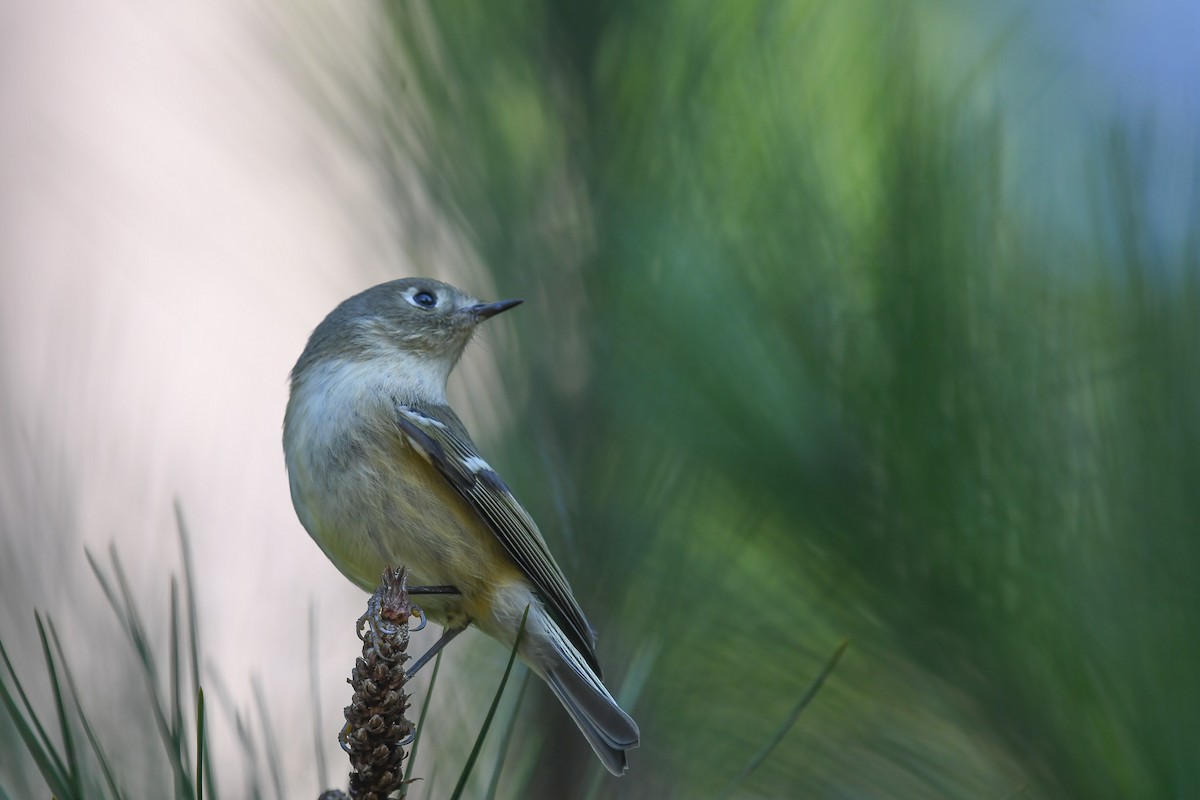 Ruby-crowned Kinglet - ML624919444