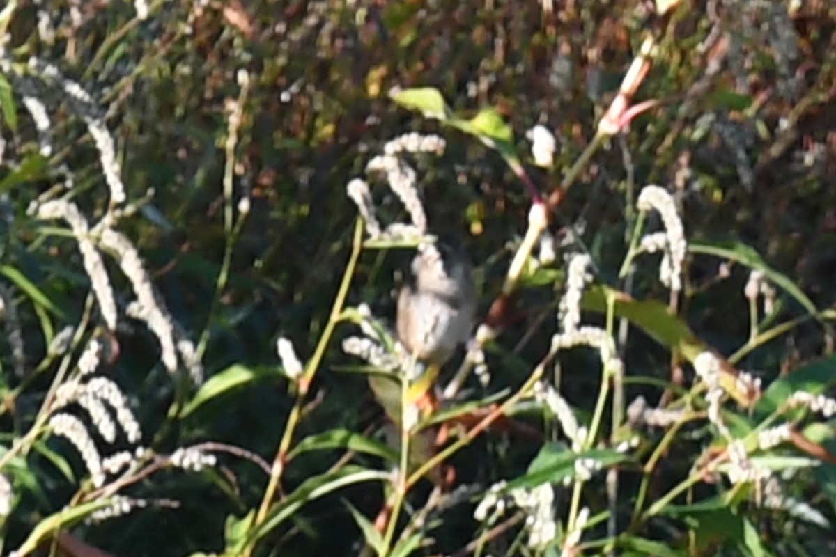 Swamp Sparrow - ML624919466