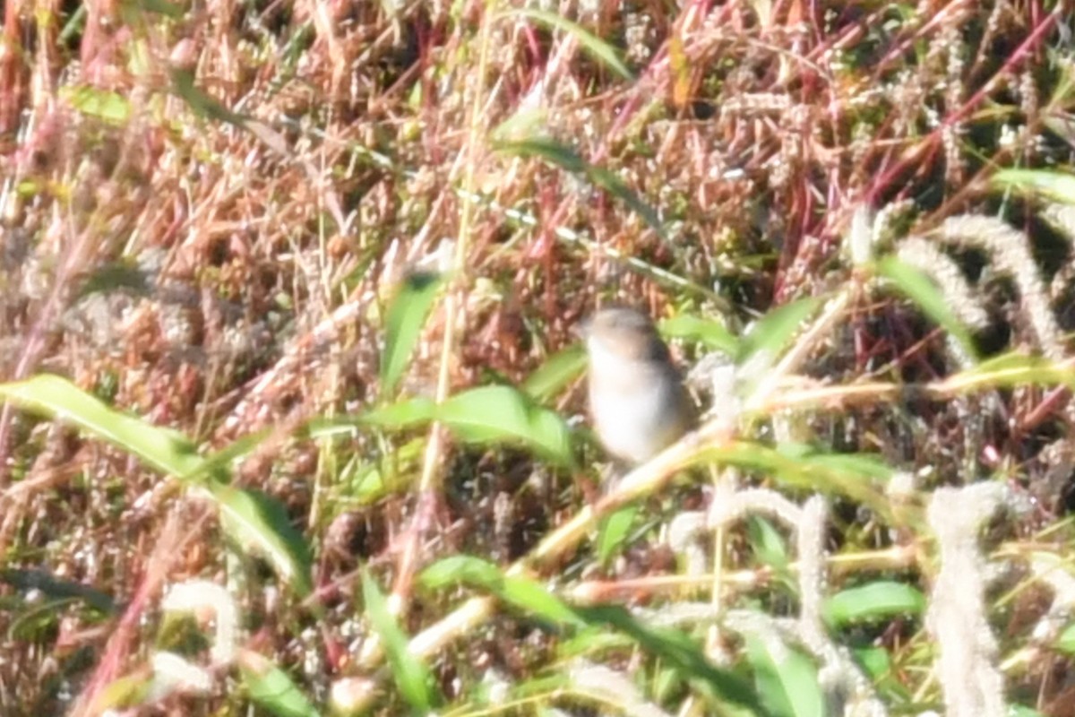 Swamp Sparrow - ML624919467