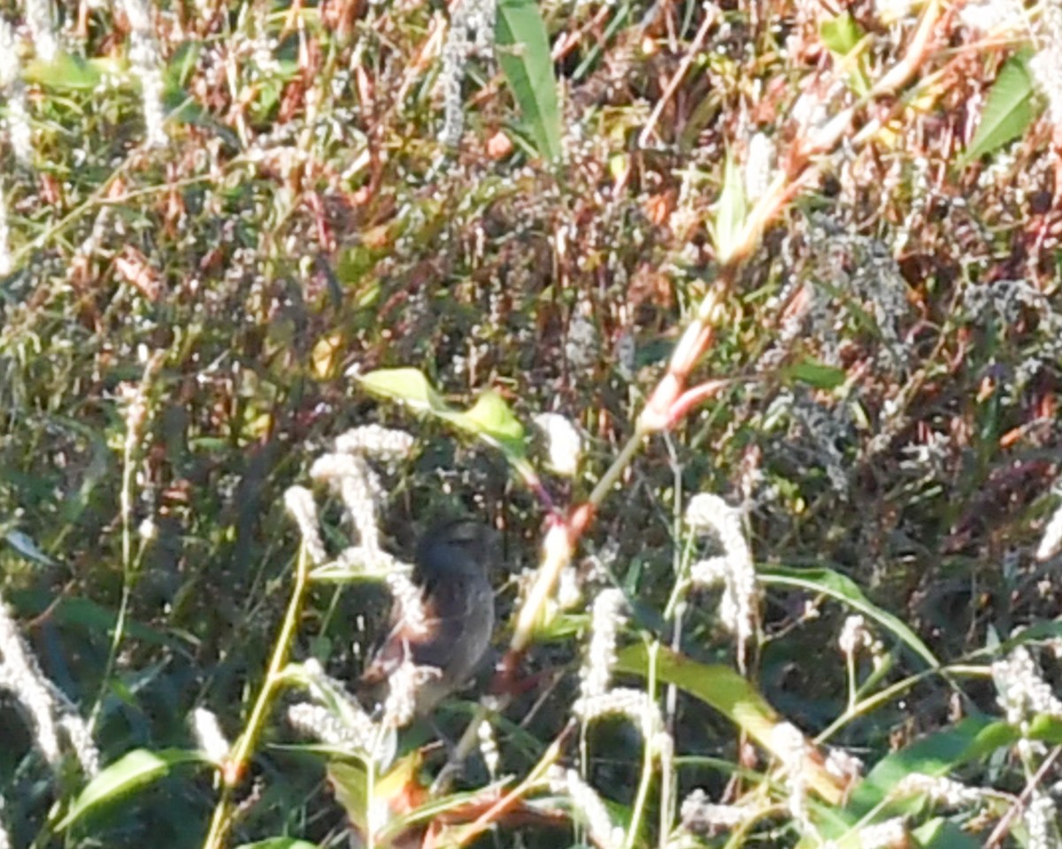 Swamp Sparrow - ML624919468