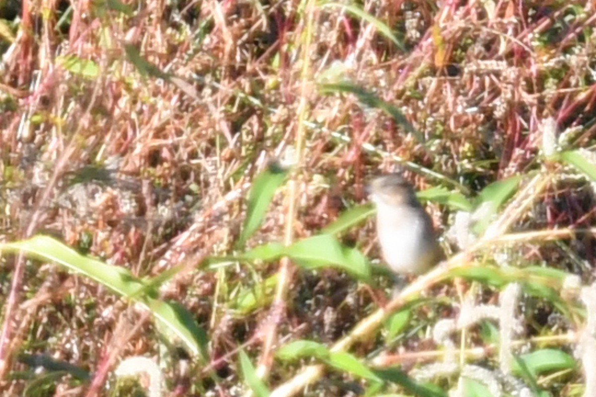 Swamp Sparrow - ML624919470