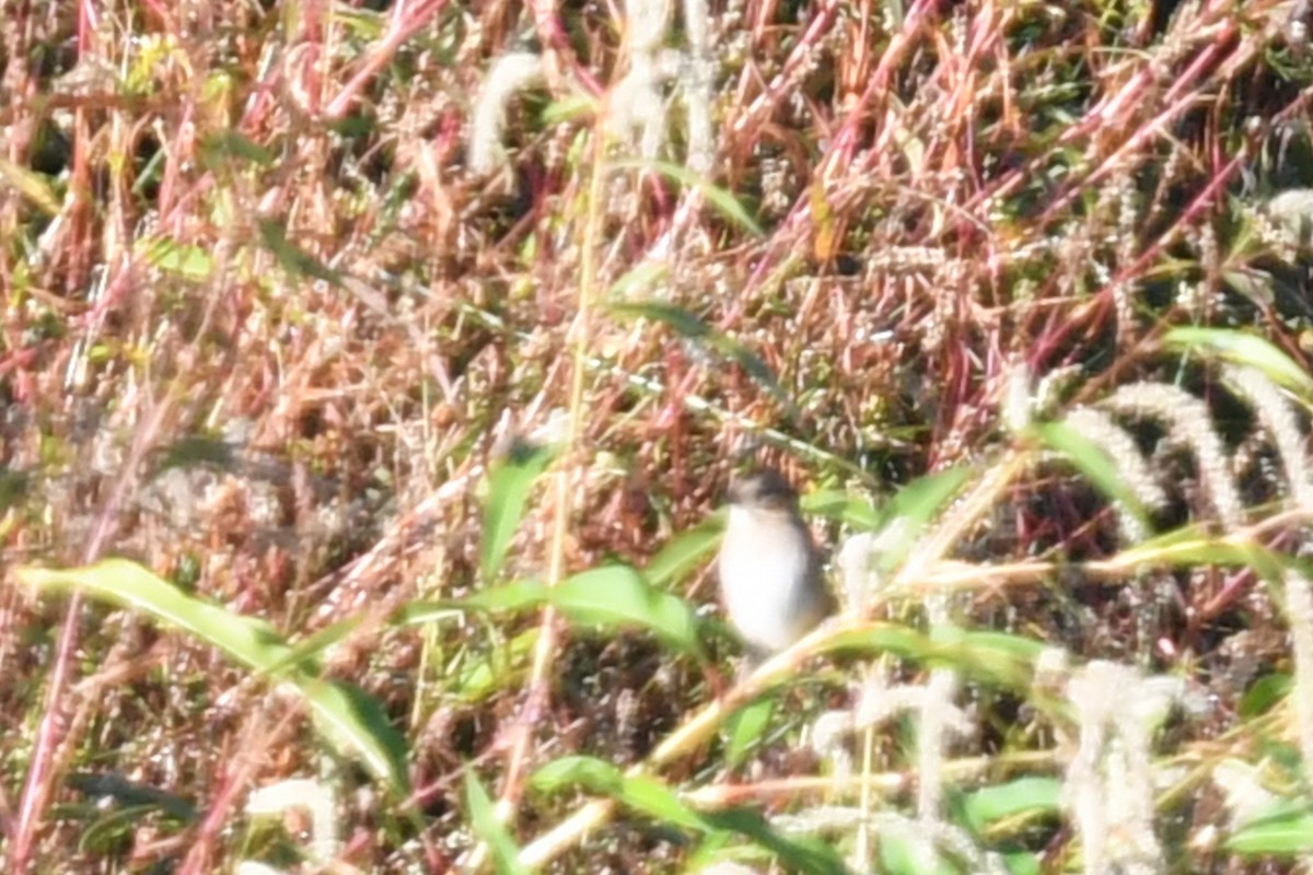 Swamp Sparrow - ML624919471