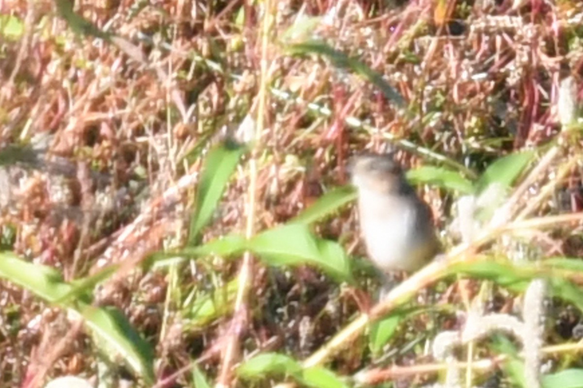 Swamp Sparrow - ML624919472