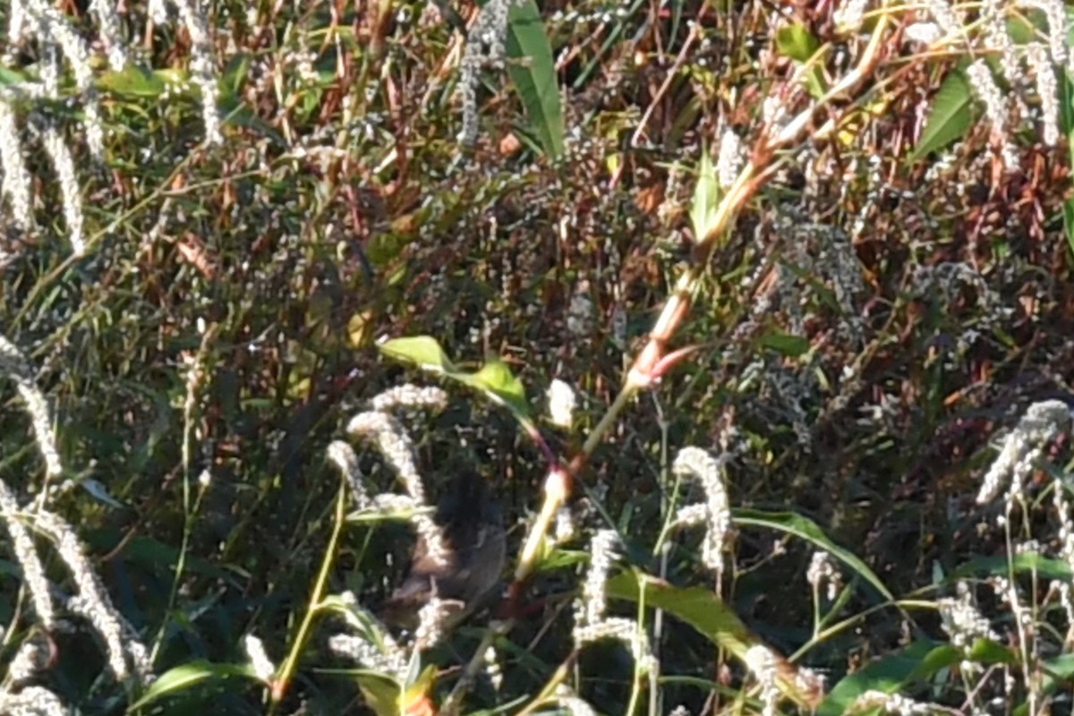 Swamp Sparrow - ML624919473