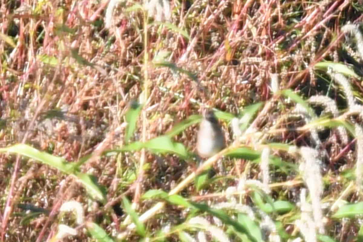 Swamp Sparrow - ML624919474