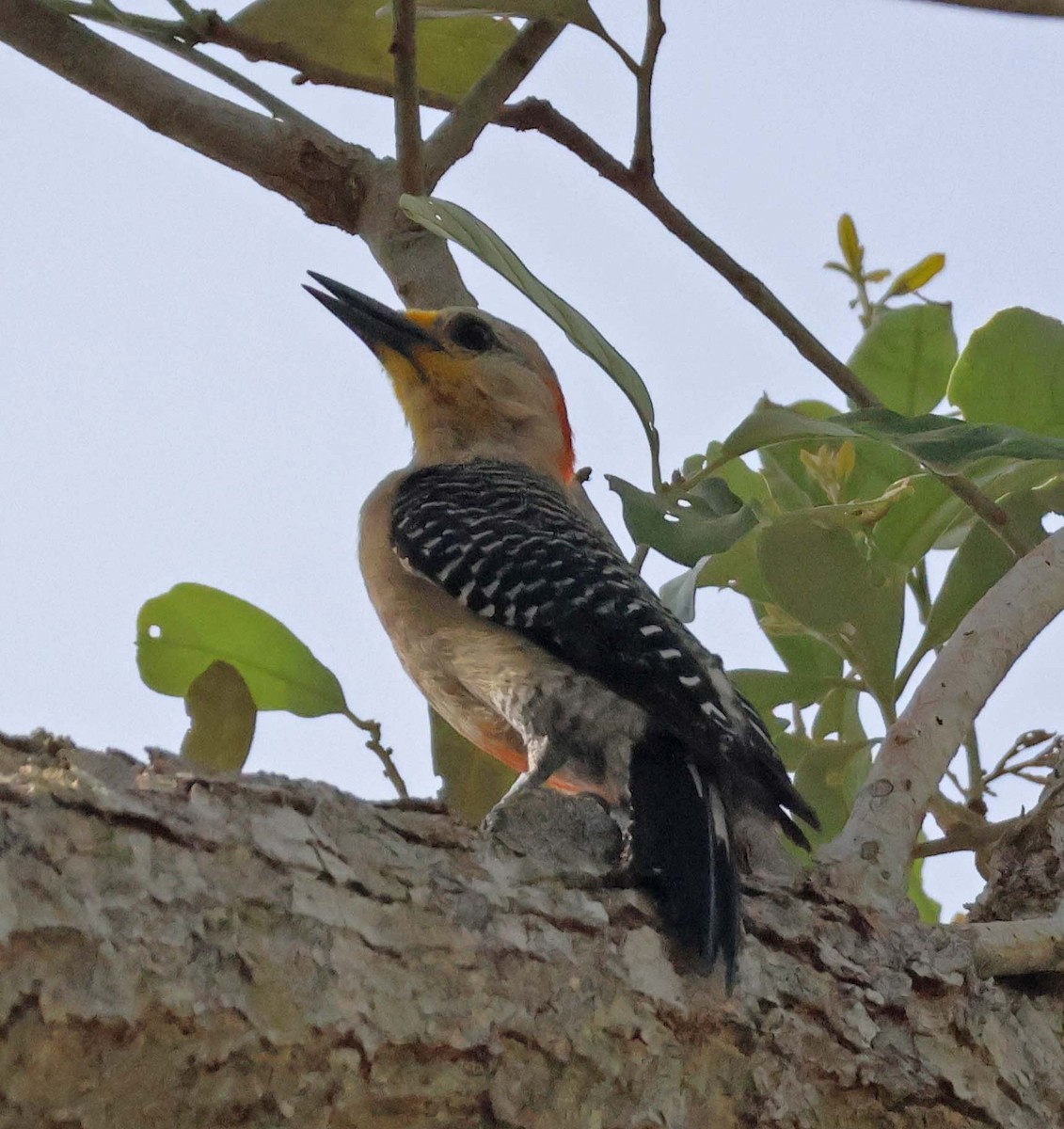 Yucatan Woodpecker - ML624919497