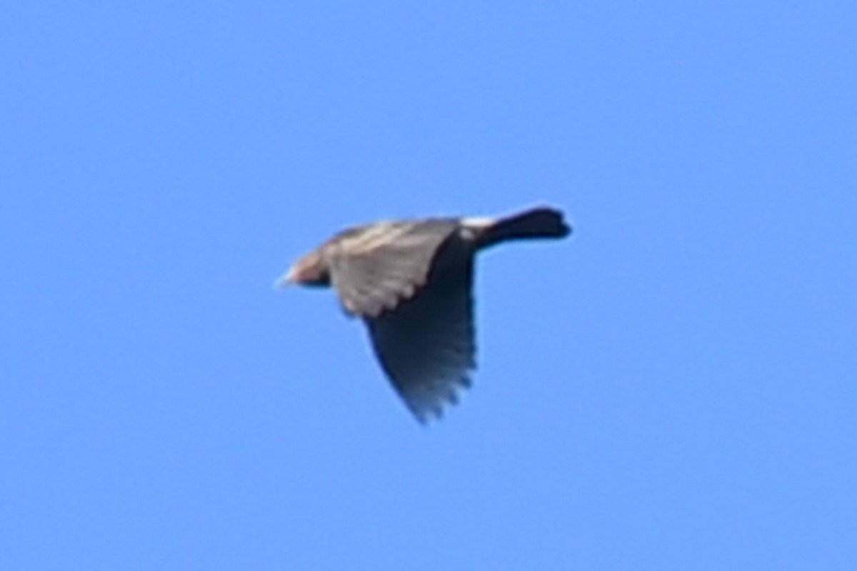 Red-winged Blackbird (Red-winged) - ML624919503