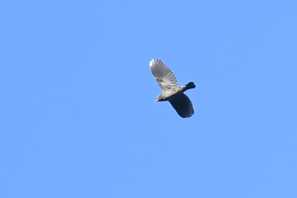 Red-winged Blackbird (Red-winged) - ML624919505