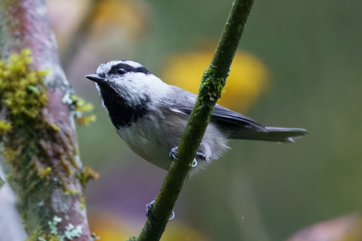 Mountain Chickadee - ML624919602