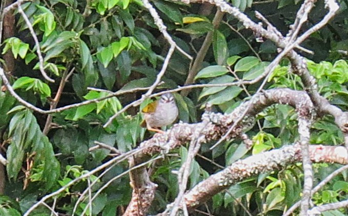 White-browed Warbler - ML624919613