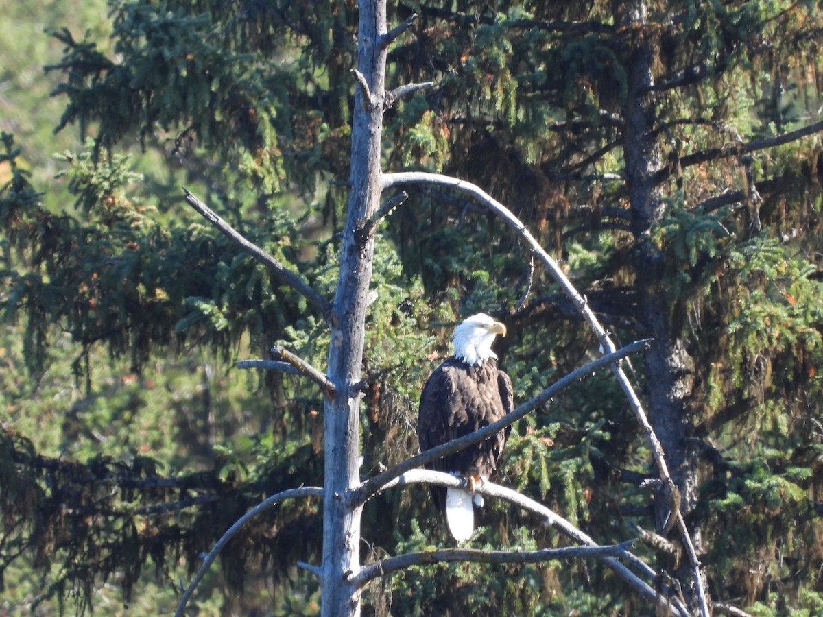 Bald Eagle - ML624919615