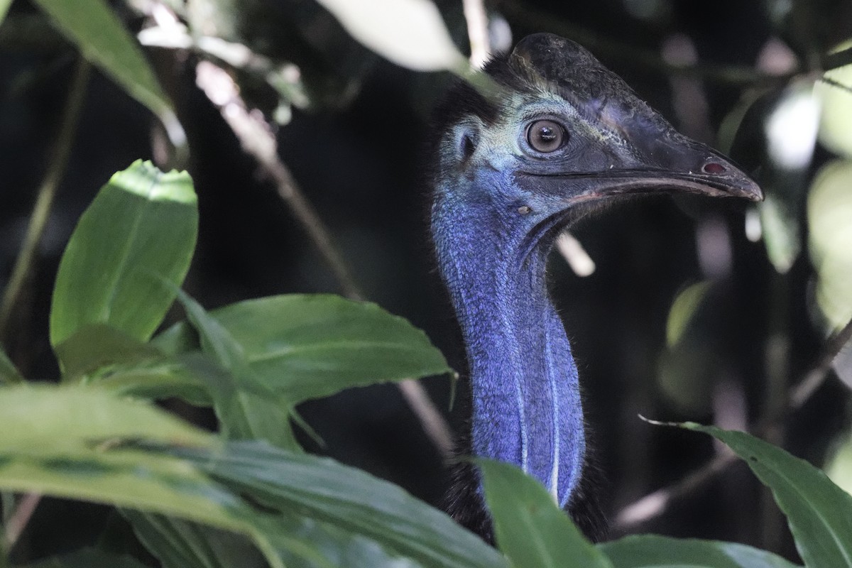 Southern Cassowary - ML624919758