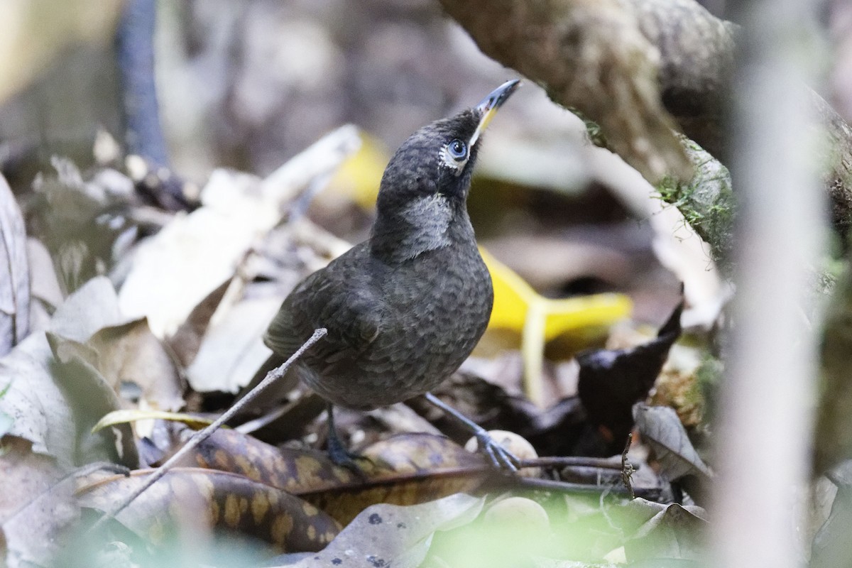 Bridled Honeyeater - ML624919804