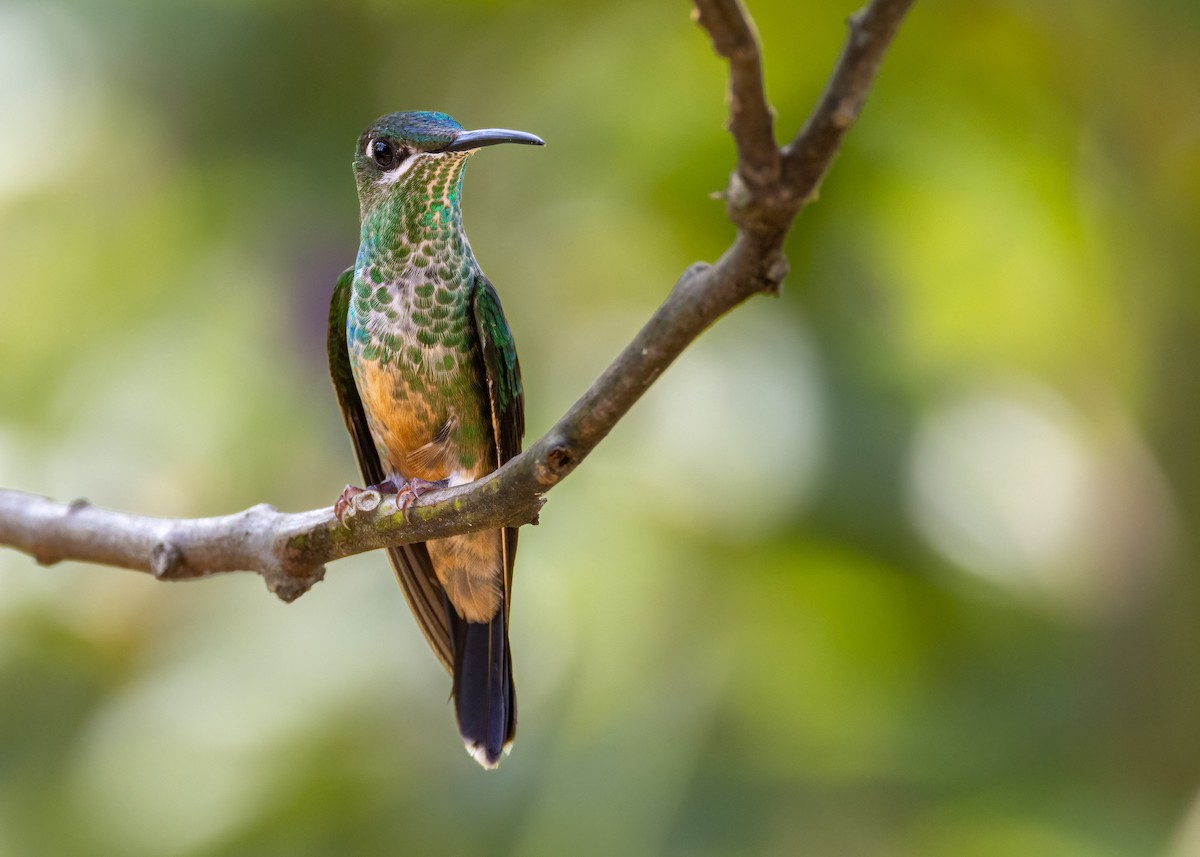 Fawn-breasted Brilliant - ML624919822