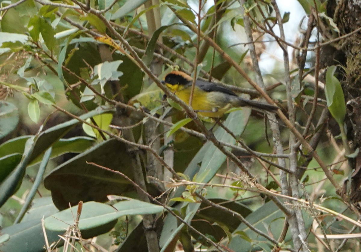 Atlapetes Pechiamarillo - ML624919834