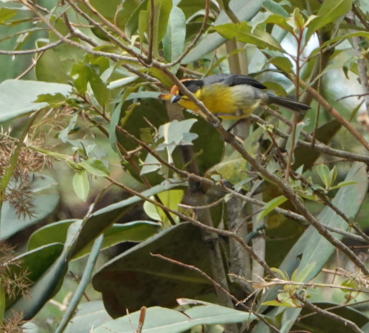 Atlapetes Pechiamarillo - ML624919835