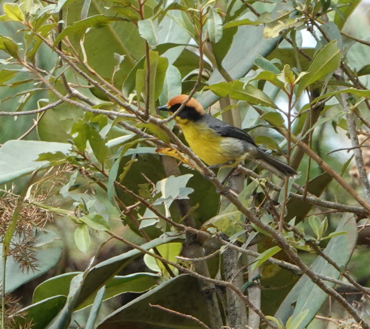 Atlapetes Pechiamarillo - ML624919836