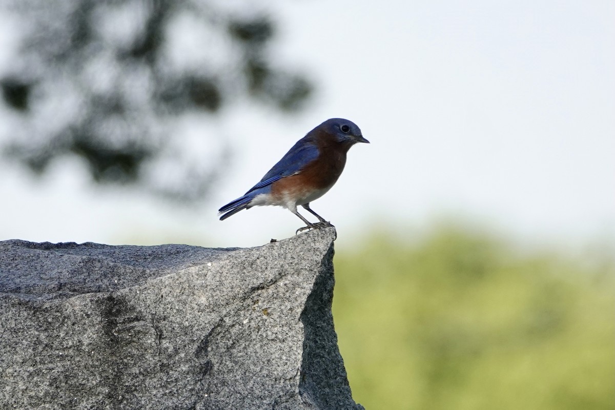 Eastern Bluebird - ML624919878