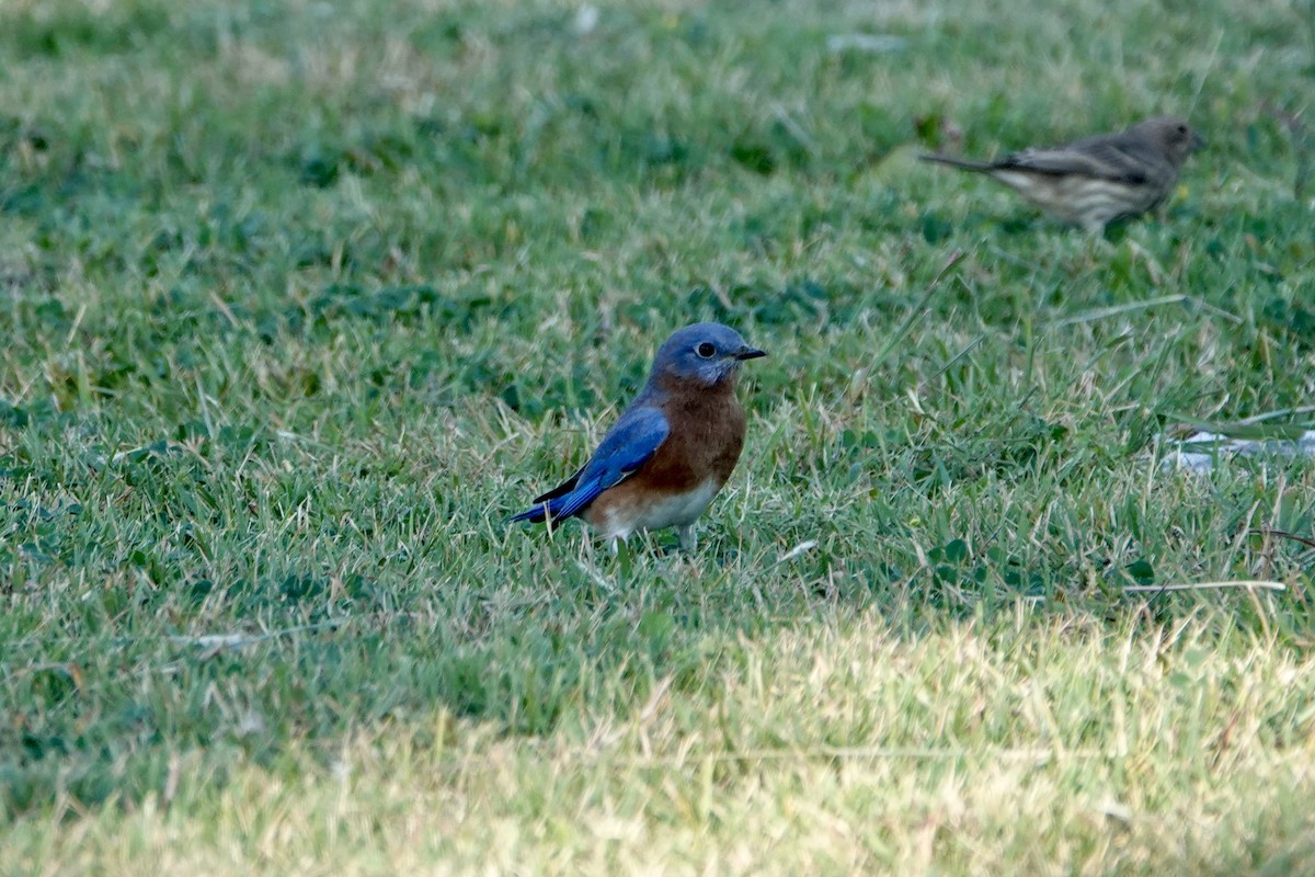 Eastern Bluebird - ML624919879