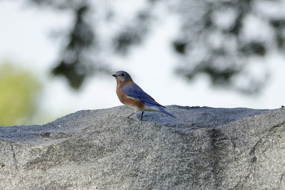 Eastern Bluebird - ML624919880