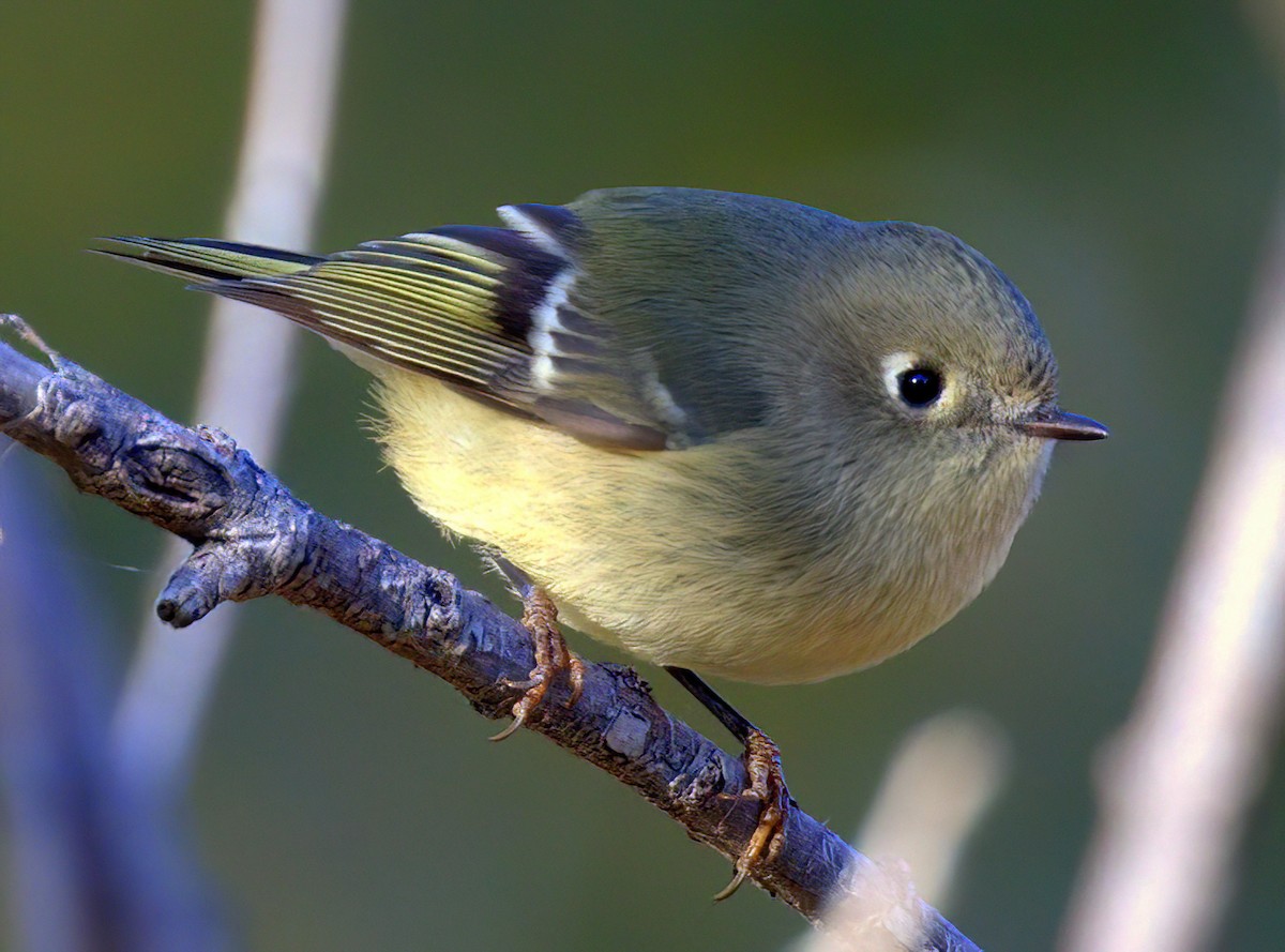 Ruby-crowned Kinglet - ML624919961