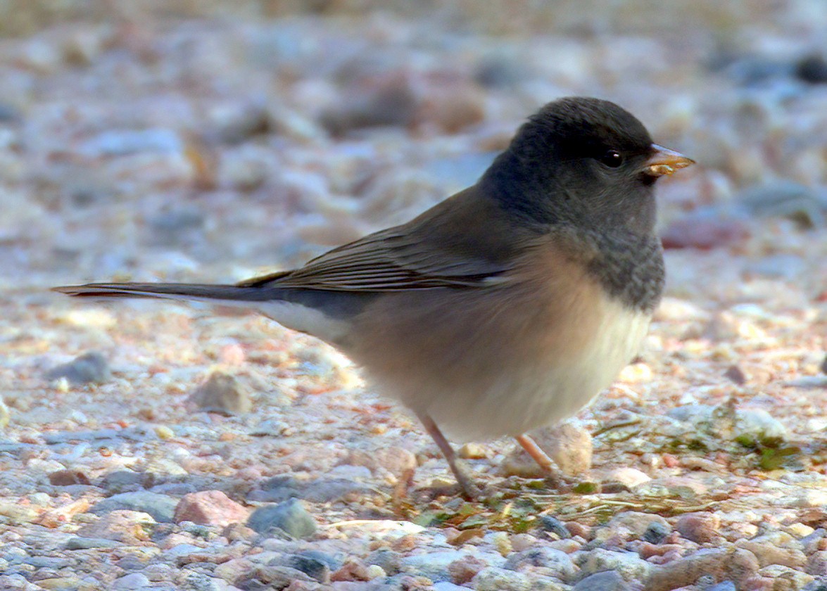 Dark-eyed Junco - ML624920018