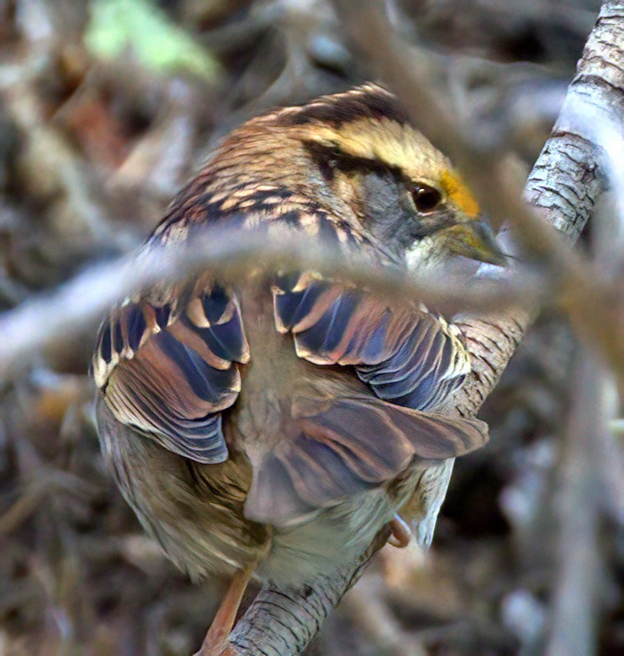 White-throated Sparrow - ML624920037