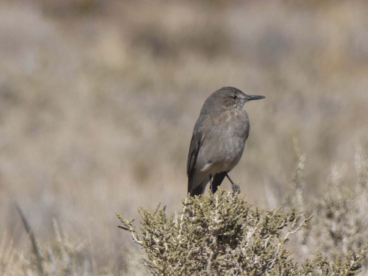 Black-billed Shrike-Tyrant - ML624920146