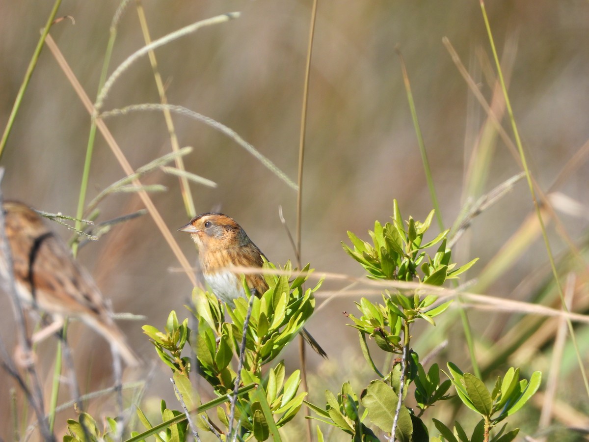 Nelson's Sparrow - Dan Shuber