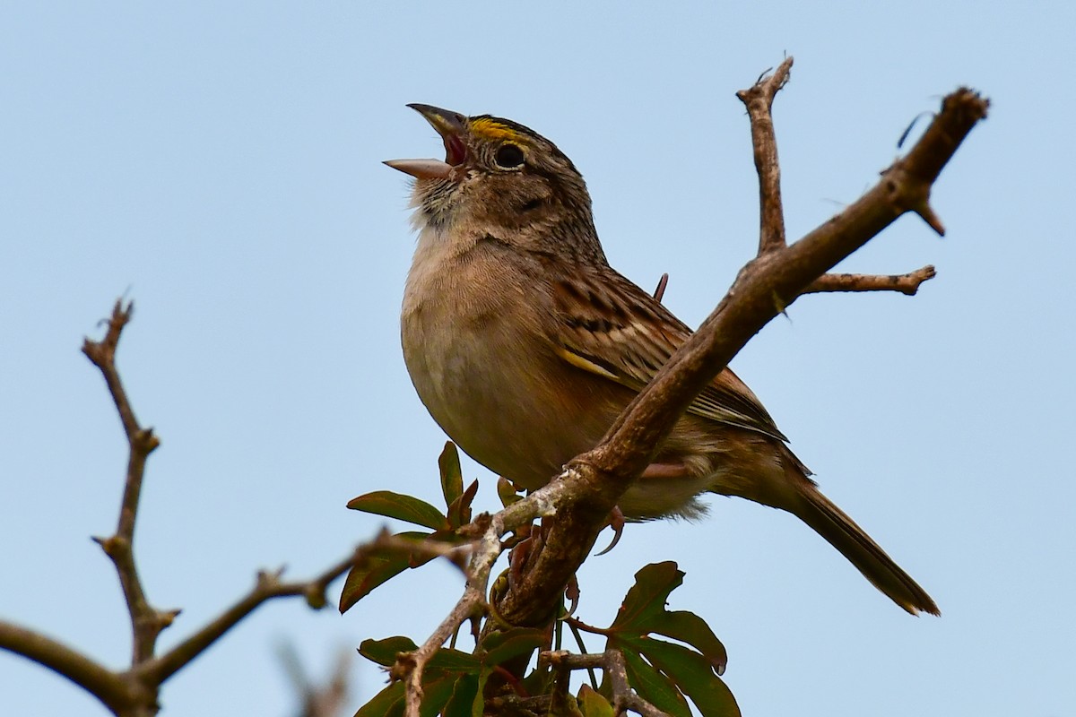 Grassland Sparrow - ML624920247