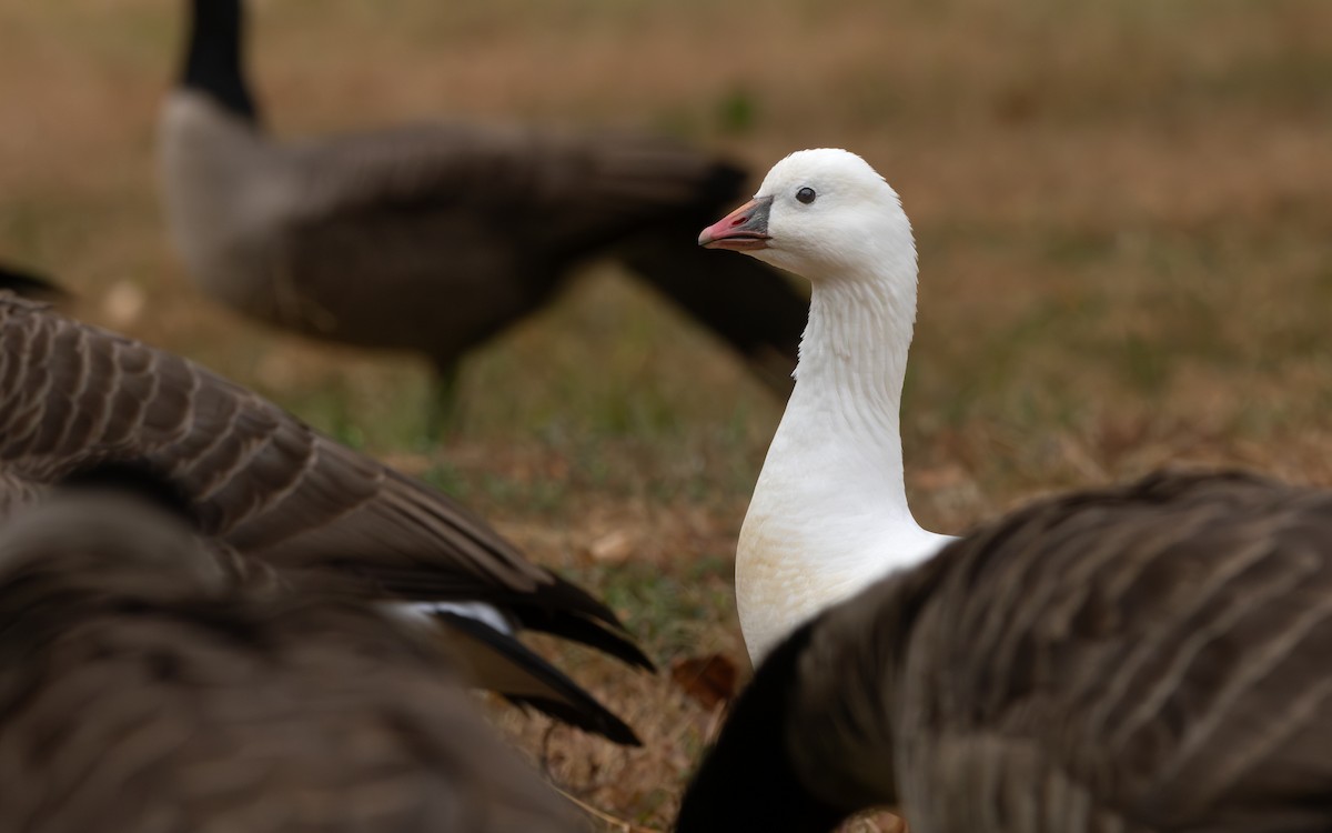 Ross's Goose - ML624920297