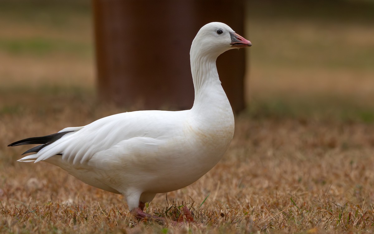 Ross's Goose - ML624920298