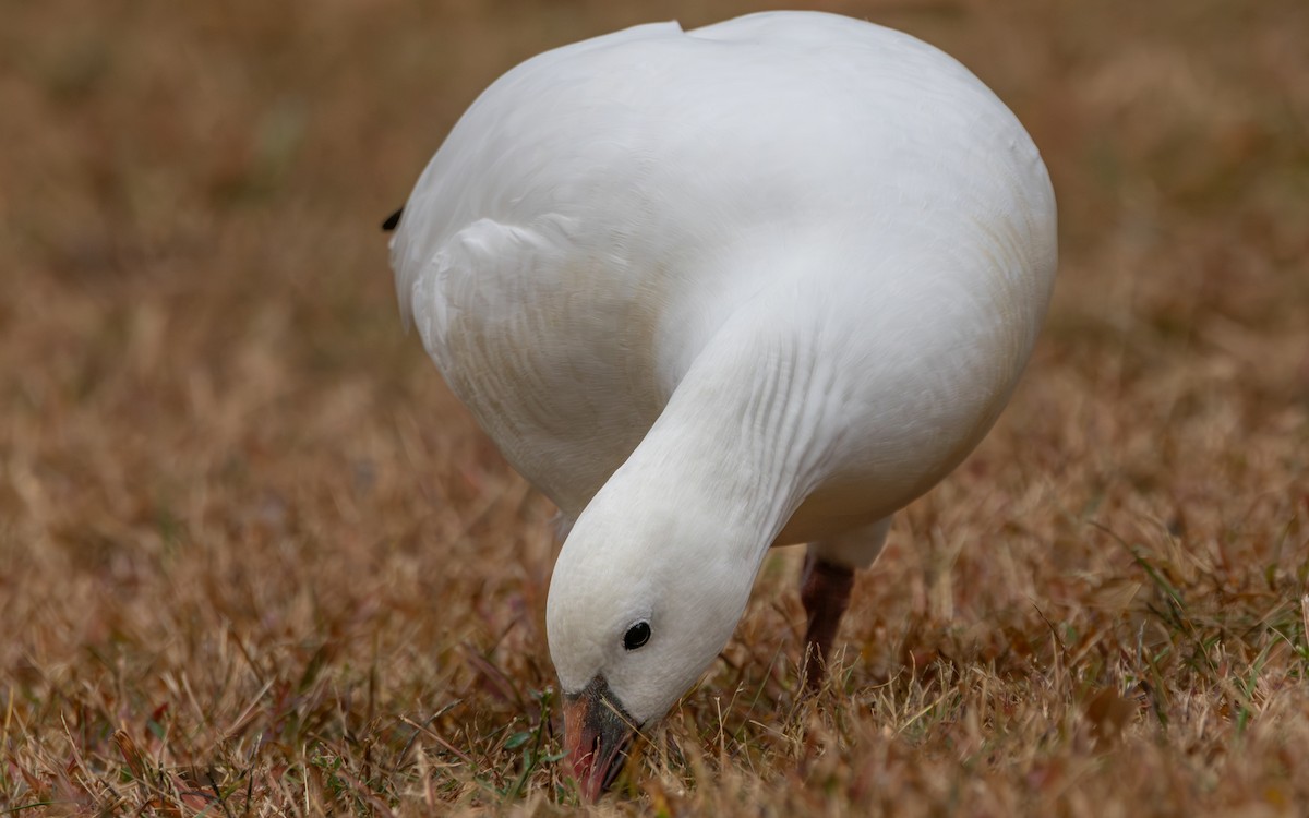 Ross's Goose - ML624920299