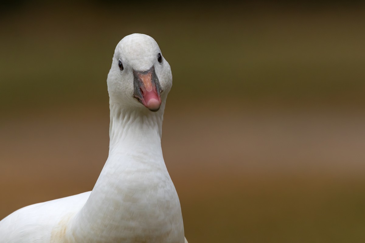 Ross's Goose - ML624920313