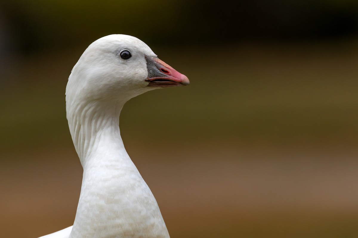 Ross's Goose - ML624920325