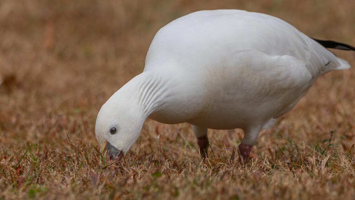 Ross's Goose - ML624920326