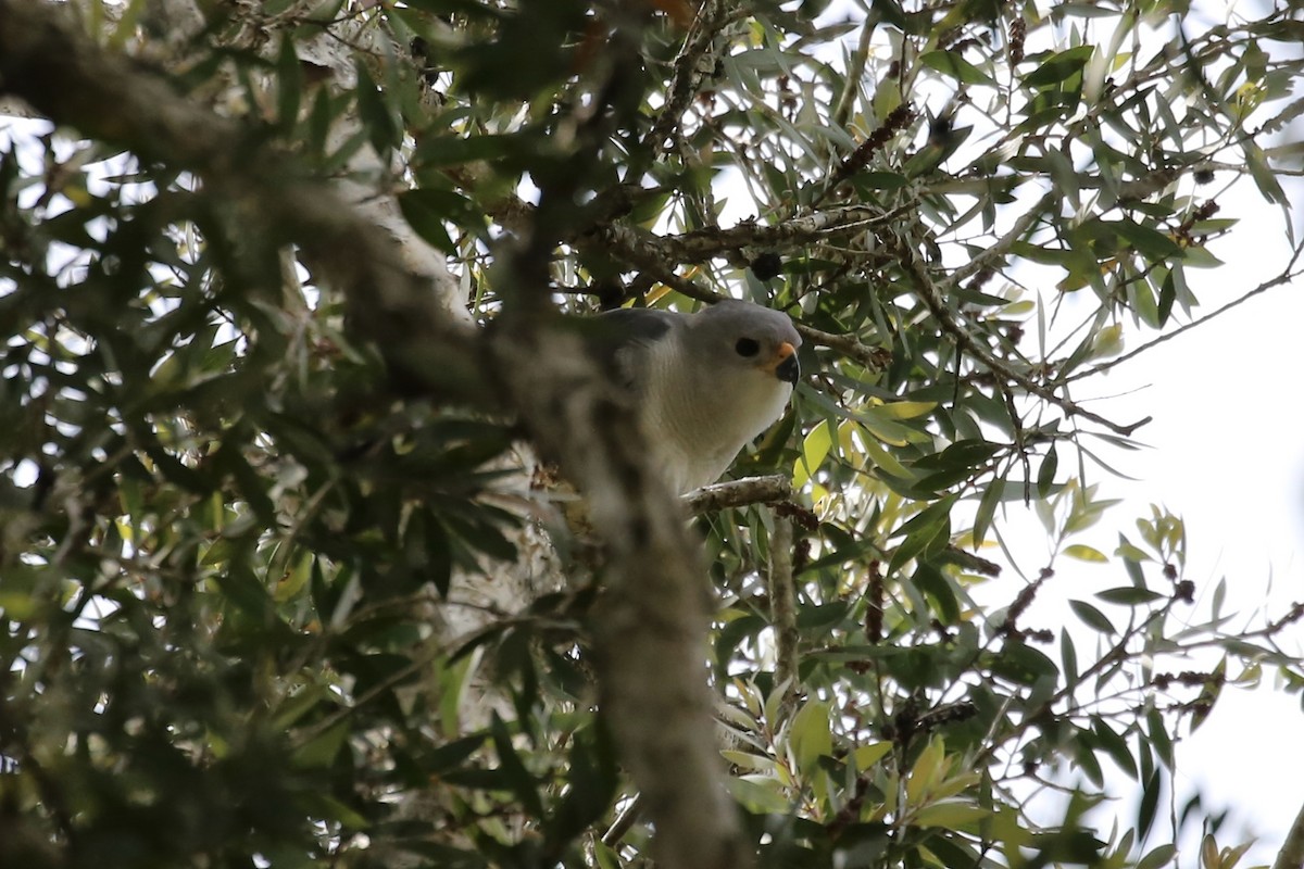 Gray Goshawk - ML624920337