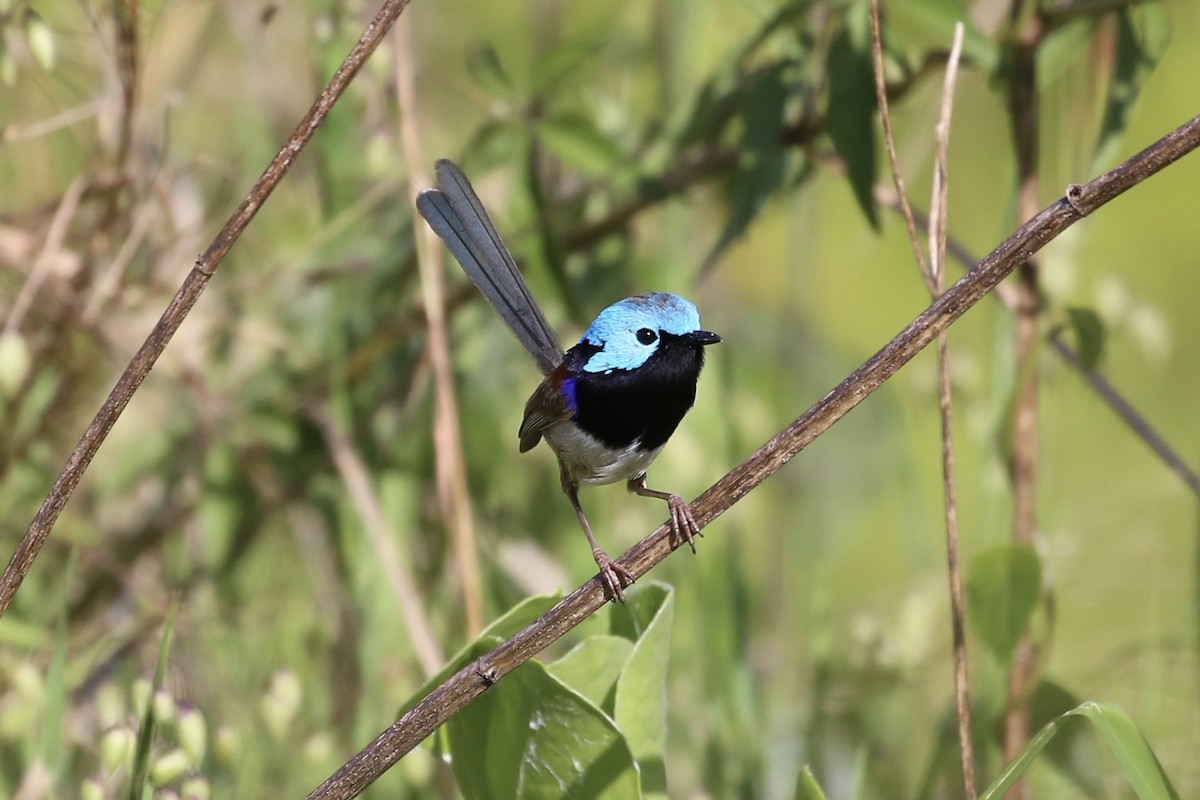 Variegated Fairywren - ML624920353
