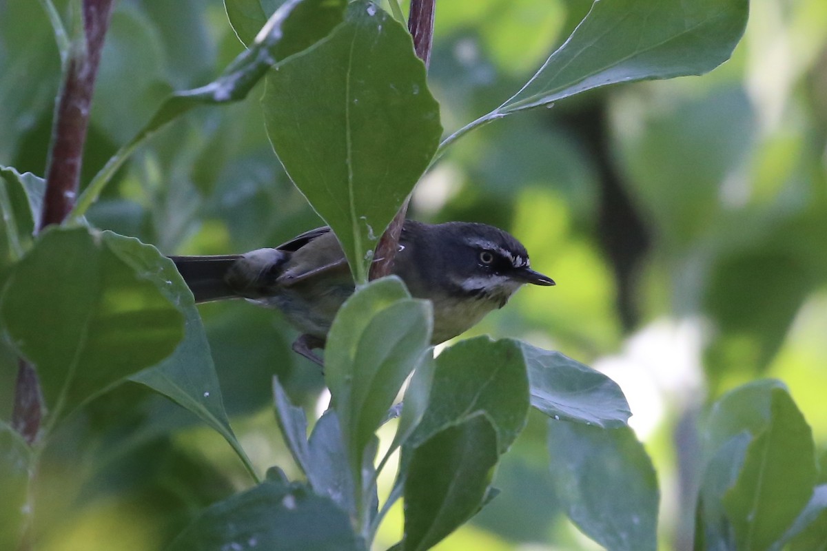 White-browed Scrubwren - ML624920361