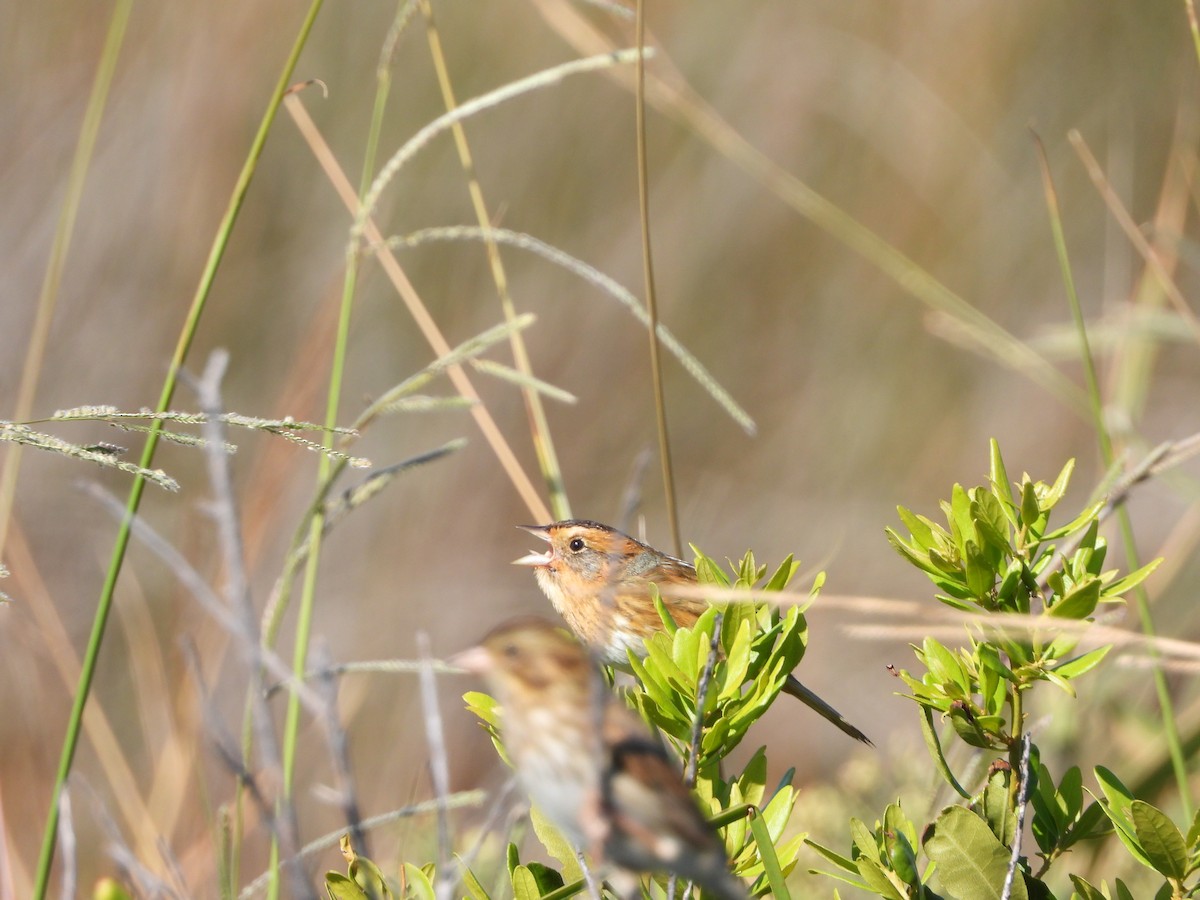 Nelson's Sparrow - Dan Shuber