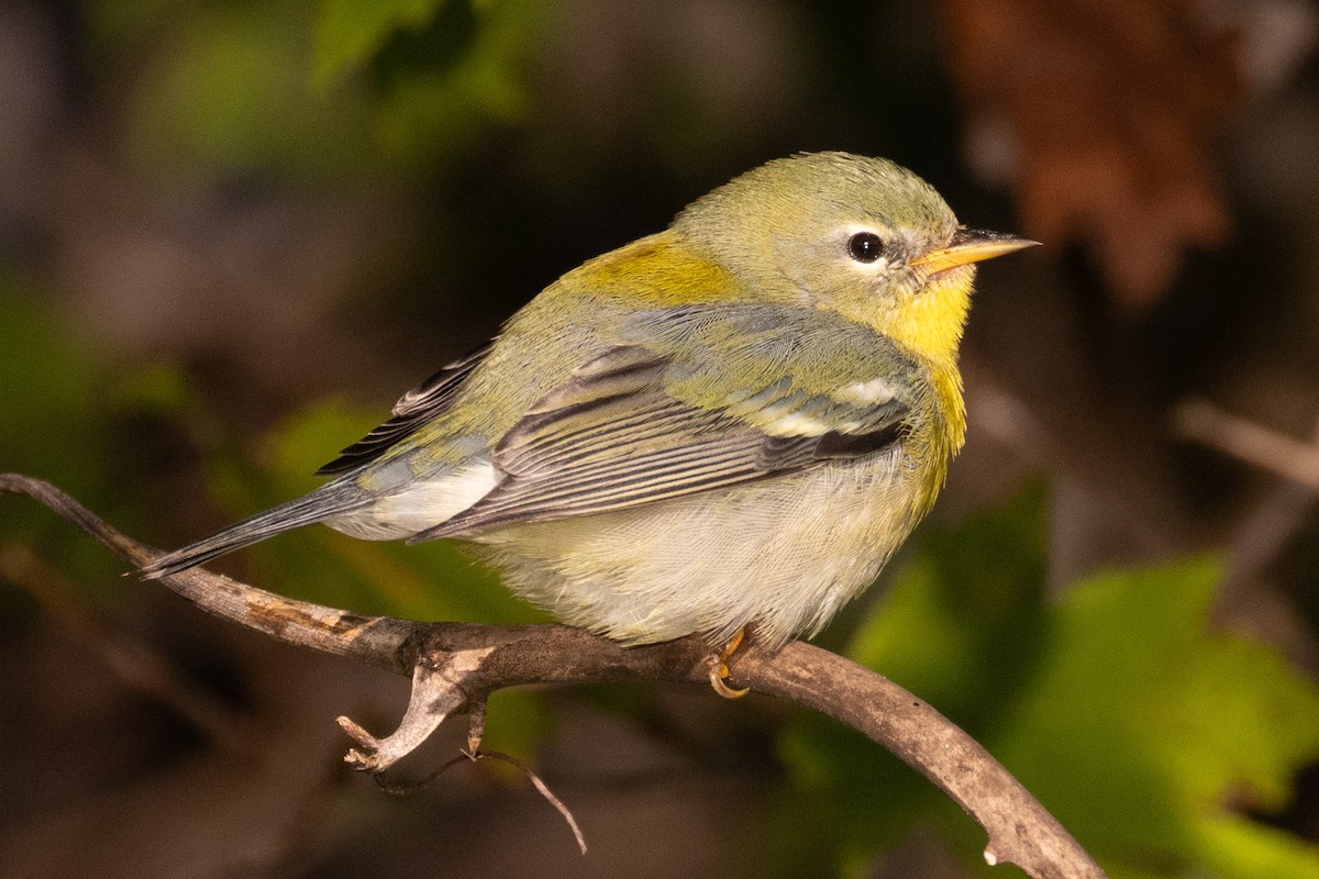 Northern Parula - ML624920426