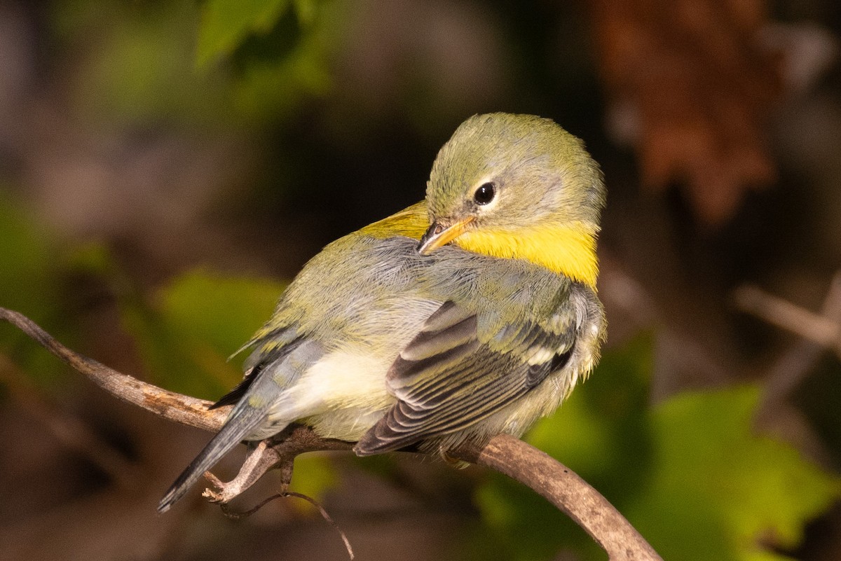 Northern Parula - ML624920430