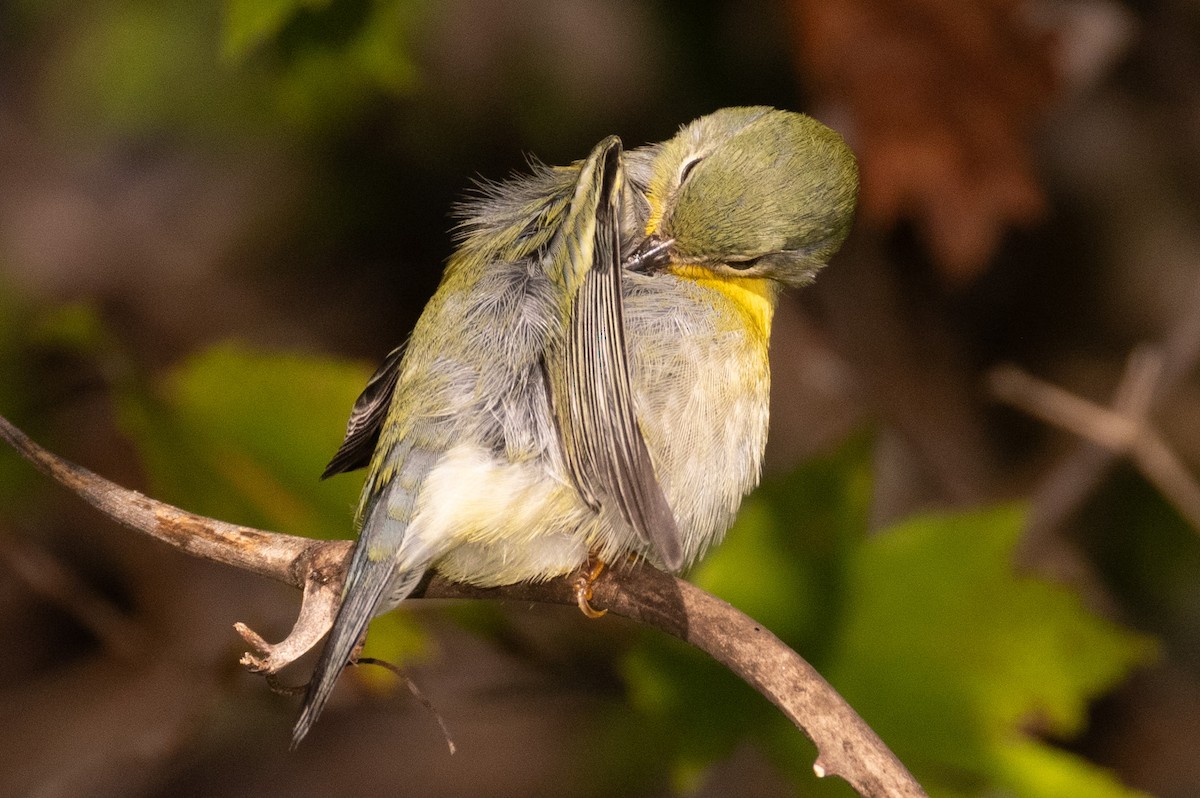 Northern Parula - ML624920433