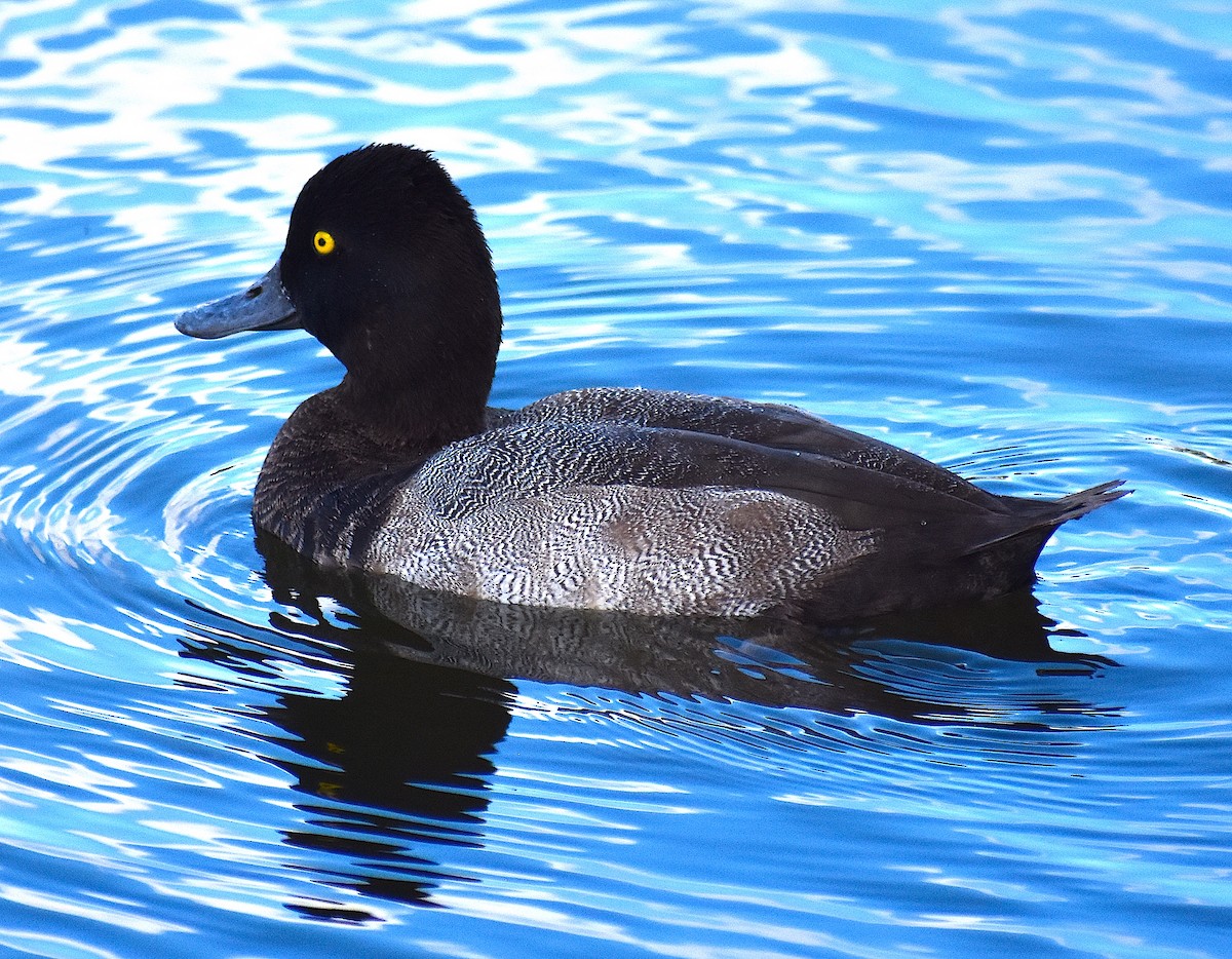 Lesser Scaup - ML624920553