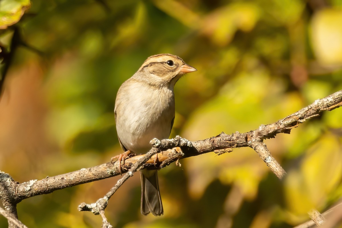 Chipping x Clay-colored Sparrow (hybrid) - ML624920567