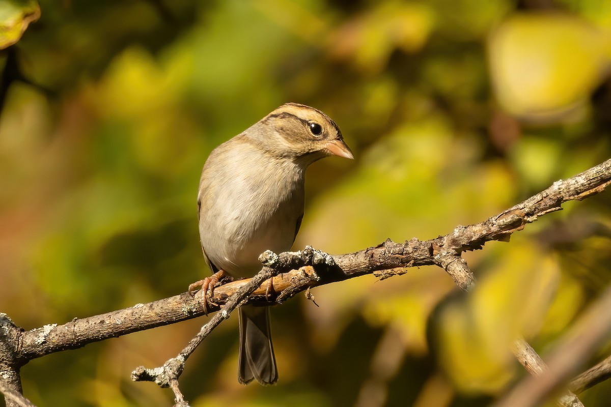 Chipping x Clay-colored Sparrow (hybrid) - ML624920580